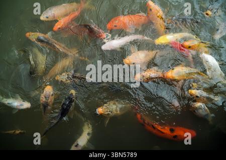 poissons koï colorés nageant dans l'étang Banque D'Images
