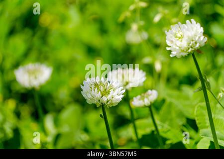 Fleurs de trèfle blanches ornant un pré ensoleillé en été Banque D'Images