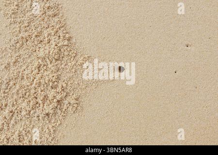 trous de crabe sur fond de sable marin. Banque D'Images