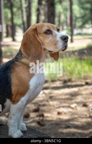 Portrait naturel dans les bois d'un chien beagle sur une souche d'arbre Banque D'Images
