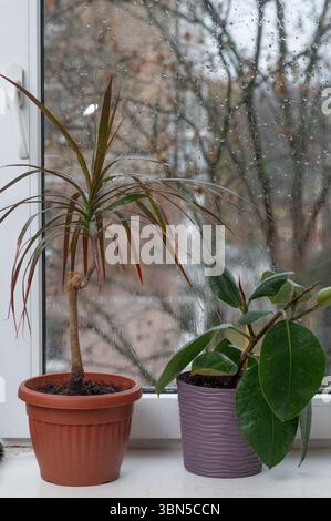 Photo verticale Ficus et palmier dattier près de la fenêtre illustrent l'équilibre naturel. Les plantes en pot reflètent l'esthétique biophilique dans un petit espace. Plantes vertes indo Banque D'Images