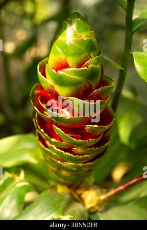 Pomme de pin gingembre (Zingiber zerumbet) Zingiberaceae, shampooing Ginger Tropical Flower – vibrant Red Awapuhi Pinecone Lily gros plan dans une végétation luxuriante Banque D'Images