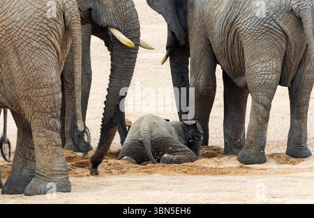 Alors que les adultes du troupeau de race creusent pour l'eau dans la rivière de sable de Mwagusi, un veau joue dans le sable humide et rafraîchissant. Sec comme ils ont l'air Sand Rivers retient l'eau Banque D'Images