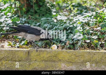 Un corbeau à capuche tire délicatement un brin de blanc d'œuf d'une coquille fissurée reposant sur un rebord. Banque D'Images