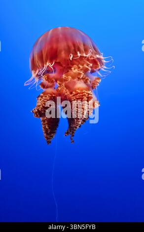 Les méduses gracieuses dérivent dans une danse fascinante de formes translucides et de tentacules traînants, capturées à l'aquarium de Monterey Bay en Californie. Banque D'Images