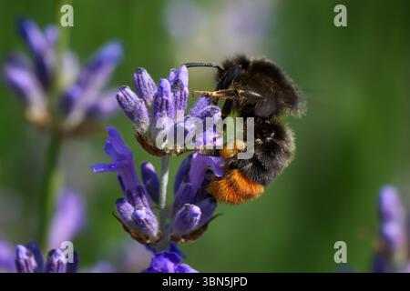 Bourdon à queue rouge (Bombus lapidarius) femme ouvrière avec panier de pollen plein sur lavande commune Banque D'Images