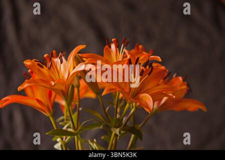 Lis d'Orient orange 16648 Banque D'Images