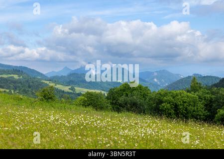 Vue panoramique sur les collines et les vallées couvertes de végétation luxuriante et de fleurs sauvages dans le parc national de Pieniny, Slovaquie Banque D'Images
