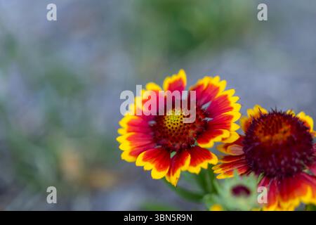 Gros plan des fleurs colorées de gaillardia, mettant en valeur la beauté de la nature en Espagne Dolina, Slovaquie Banque D'Images