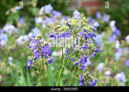 Fleur bleue d'été de Polemonium caeruleum, échelle de Jacob devant le jardin de Geraium bleu pâle rustique UK juin Banque D'Images