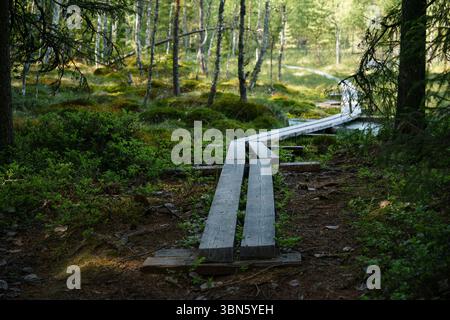 Chemin en bois serpentant à travers une forêt dans la lumière tôt le matin. Orimattila, Finlande Banque D'Images