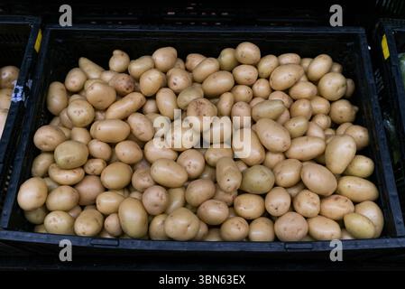Une caisse en plastique foncé déborde de pommes de terre jaunes fraîchement récoltées. Banque D'Images