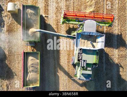 Petersdorf, Allemagne. 30 juin 2025. Un agriculteur décharge de l'orge battue de sa moissonneuse-batteuse dans un champ du district d'Oder-Spree (vue aérienne avec un drone). La récolte des céréales commence actuellement dans les champs de l'Allemagne. Crédit : Patrick Pleul/dpa/Alamy Live News Banque D'Images