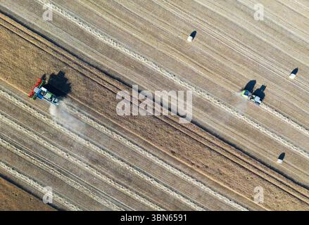 Petersdorf, Allemagne. 30 juin 2025. Un agriculteur récolte de l'orge avec sa moissonneuse-batteuse dans un champ du district d'Oder-Spree dans l'est du Brandebourg, tandis que la paille est pressée en balles rondes (vue aérienne avec un drone). La récolte des céréales commence actuellement sur les champs en Allemagne. Crédit : Patrick Pleul/dpa/Alamy Live News Banque D'Images
