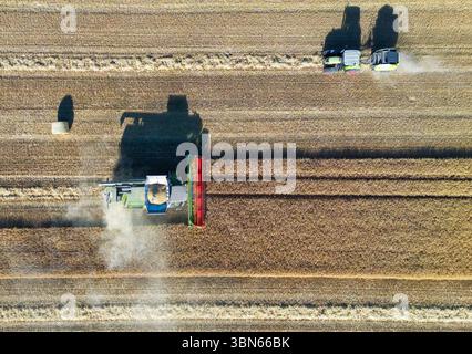Petersdorf, Allemagne. 30 juin 2025. Un agriculteur récolte de l'orge avec sa moissonneuse-batteuse dans un champ du district d'Oder-Spree dans l'est du Brandebourg, tandis que la paille est pressée en balles rondes (vue aérienne avec un drone). La récolte des céréales commence actuellement sur les champs en Allemagne. Crédit : Patrick Pleul/dpa/Alamy Live News Banque D'Images