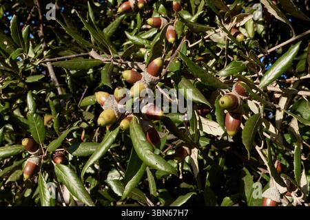 Gros plan de la branche Quercus ilex Banque D'Images
