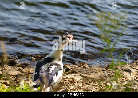 Un canard de Barbarie, au plumage noir et blanc saisissant, se dresse près d'un plan d'eau tranquille. Banque D'Images