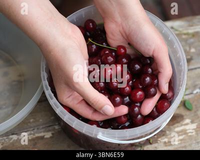 Une femme lavant des cerises fraîchement cueillies dans un seau en plastique. Gros plan. Banque D'Images