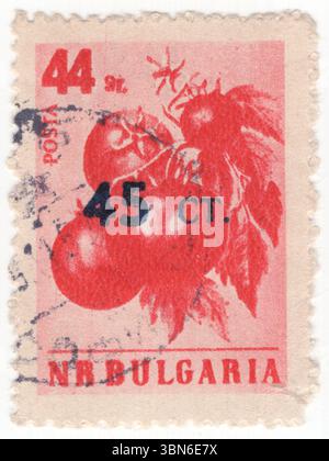BULGARIE — 1er avril 1959 : 45 sur 44 stotinka timbre-poste représentant des tomates. Solanum lycopersicum, est une plante dont le fruit est une baie comestible qui se mange comme un légume. Les plants de tomates sont des vignes, en grande partie annuelles et vulnérables au gel, mais vivent parfois plus longtemps dans les serres. Les fleurs sont capables de s’autoféconder. Les variétés modernes ont été élevées pour mûrir uniformément rouge, dans un processus qui a altéré la douceur et la saveur du fruit. Il est utilisé dans les pizzas, les pâtes et autres sauces, les soupes comme le gazpacho, les currys comme le dhansak et le rogan josh, comme jus, et dans les cocktails Bloody Mary Banque D'Images