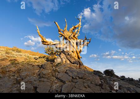 Ancien pin Bristlecone le long du sentier Discovery à Schulman Grove. Banque D'Images