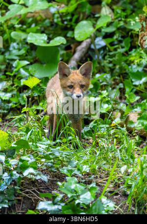 Ourson de renard rouge ou kit 'Vulpes vulpes' avec le visage mignon debout dans la forêt verte. Adorable jeune animal sauvage à Dublin, Irlande Banque D'Images