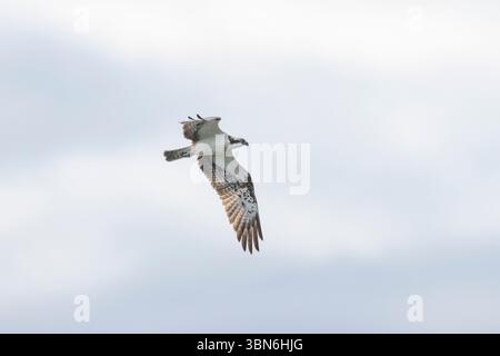 Un balbuzard volant Banque D'Images