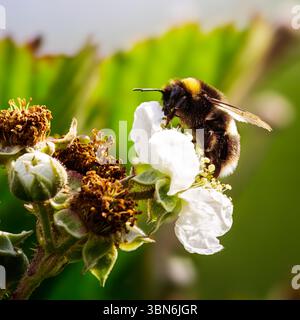 Bourdon à queue buff (Bombus terrestris), pollinisation d'une fleur de mûrier, juin 2025 Banque D'Images