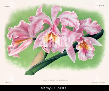 Fleurs d'orchidée illustration de cattleya mossiae. motif floral du xixe siècle. Oeuvre d'art botanique antique de France. CA 1890. Banque D'Images