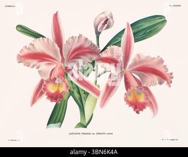 Fleurs d'orchidée illustration de cattleya trianae. motif floral du xixe siècle. Oeuvre d'art botanique antique de France. CA 1890. Banque D'Images