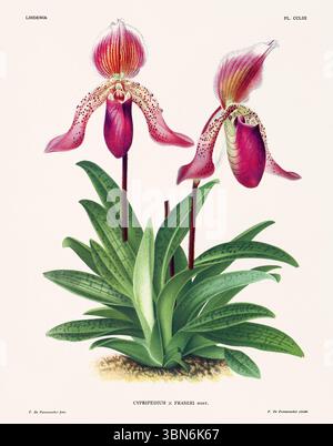 Fleurs d'orchidée illustration de cypripedium. motif floral du xixe siècle. Oeuvre d'art botanique antique de France. CA 1890. Banque D'Images