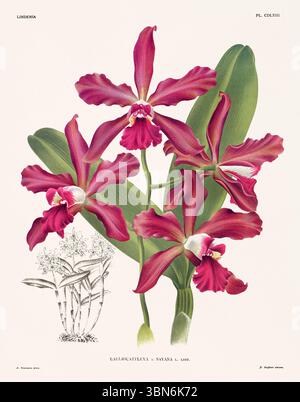 Fleurs d'orchidée illustration de laeliocattleya. motif floral du xixe siècle. Oeuvre d'art botanique antique de France. CA 1890. Banque D'Images