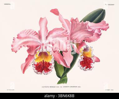 Fleurs d'orchidée illustration de cattleya mossiae. motif floral du xixe siècle. Oeuvre d'art botanique antique de France. CA 1890. Banque D'Images