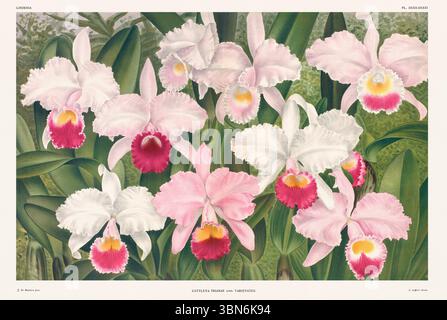 Fleurs d'orchidée illustration de cattleya trianae. motif floral du xixe siècle. Oeuvre d'art botanique antique de France. CA 1890. Banque D'Images
