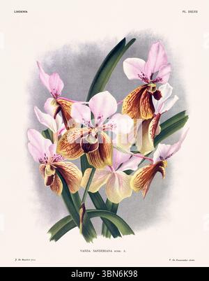 Fleurs d'orchidée illustration de vanda sanderiana. motif floral du xixe siècle. Oeuvre d'art botanique antique de France. CA 1890. Banque D'Images