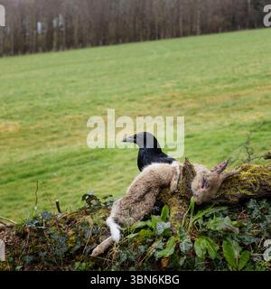Charoie corbeau Corvus Corone se nourrissant de lapin mort, royaume-uni Banque D'Images