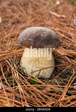 Jeune champignon Boletus edulis (alias Penny Bun, CEP, Porcini) à Sao Francisco de Paula, au sud du Brésil Banque D'Images