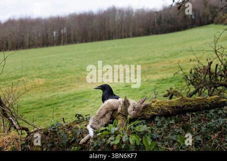 Charoie corbeau Corvus Corone se nourrissant de lapin mort, royaume-uni Banque D'Images