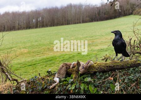 Charoie corbeau Corvus Corone se nourrissant de lapin mort, royaume-uni Banque D'Images