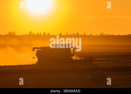 Petersdorf, Allemagne. 30 juin 2025. Un agriculteur récolte de l'orge avec sa moissonneuse-batteuse tard dans la soirée au coucher du soleil dans un champ du district d'Oder-Spree, dans l'est du Brandebourg. La récolte des céréales commence actuellement sur les champs en Allemagne. Crédit : Patrick Pleul/dpa/Alamy Live News Banque D'Images