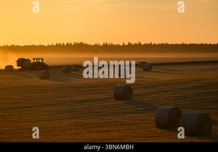 Petersdorf, Allemagne. 30 juin 2025. Un agriculteur conduit son tracteur et une presse à paille à travers un champ de céréales partiellement récolté dans le district d'Oder-Spree dans l'est du Brandebourg tard dans la soirée au coucher du soleil et presse des balles rondes. La récolte des céréales commence actuellement sur les champs en Allemagne. Crédit : Patrick Pleul/dpa/Alamy Live News Banque D'Images