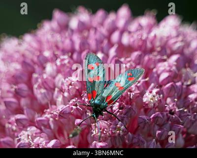 Six spot burnet (Zygaena filipendulae) un papillon toxique volant de jour se nourrissant de fleurs composites roses de plantes de jardin à Florence, en Italie Banque D'Images
