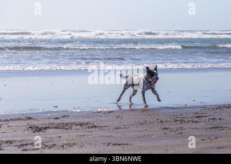 Warrenton, Oregon, États-Unis - 22 avril 2018 : un chien de bétail australien court sur la plage avec une balle dans sa bouche, profitant d'un jeu d'aller chercher au bord de l'océan. Banque D'Images