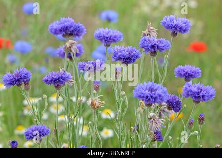 Fleur sauvage bleue, Centaurea cyanus, également connue sous le nom de bleuet, ou boutons de célibataire, en fleur. Banque D'Images