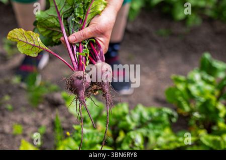 Betteraves fraîchement récoltées du potager. Gros plan d'une main tenant des betteraves fraîchement tirées avec des dessus feuillus, symbolisant le jardinage biologique Banque D'Images