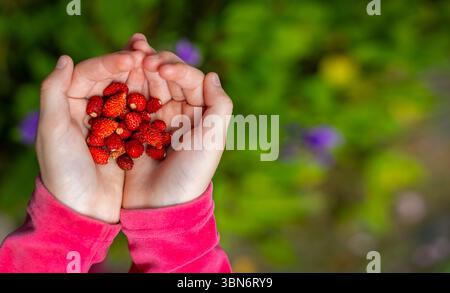 Enfant tenant des fraises sauvages à l'extérieur. Gros plan des mains en cuvette d'un enfant remplies de fraises sauvages fraîchement cueillies, capturées dans un jardin Banque D'Images