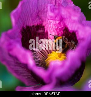 Coquelicots et abeilles, Northumberland juin 2026 Banque D'Images