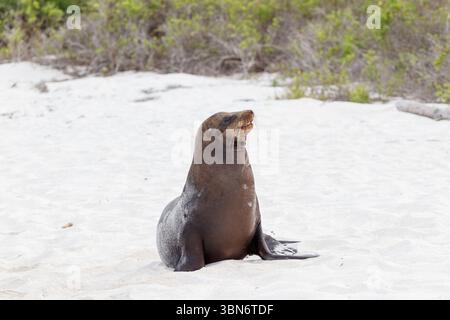 Lion de mer debout isolé sur la plage de sable blanc, îles Galapagos, Équateur Banque D'Images