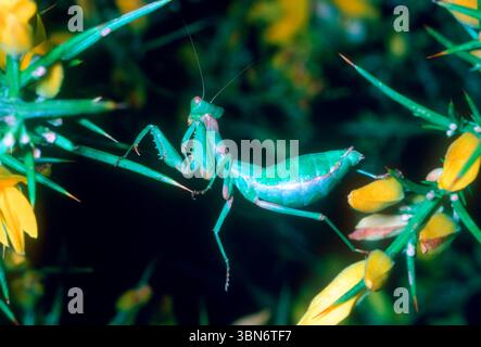 Mantis nains européens, Ameles spallanzania. Femelle verte suspendue sur des épingles de plante Banque D'Images