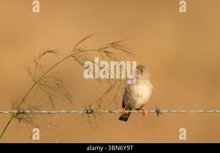 Jeune Finch zèbre (Taeniopygia guttata) reposant sur un fil de clôture mangeant des graines d'herbe dans le Queensland, Australie. Banque D'Images