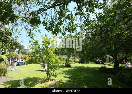 Dublin, Irlande - 11 juin 2025 - lmage de la roseraie au Trinity College Dublin, centre-ville de Dublin pendant une période de temps ensoleillé dans la capitale irlandaise Banque D'Images